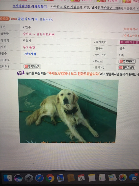 안락사 1일전 아기들 임보나 분양가능하신분 | 인스티즈