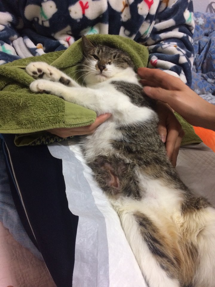박스안에서 버려진채 떨고있던 고양이 쿠키를 도와주세요! +따뜻한 가족이되어줄 입양처를 찾습니다! | 인스티즈