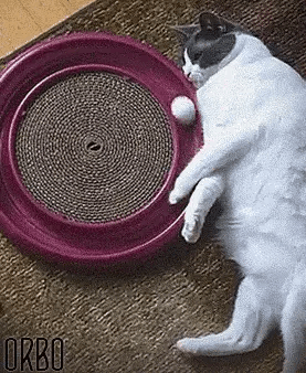 뚱뚱한 냥이를 위해 운동기구를 사주었다.gif | 인스티즈