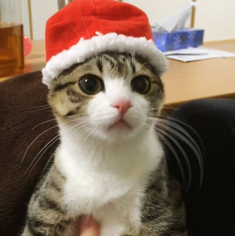 이름이 참새(すずめ)라는 사랑스런 고양이 | 인스티즈