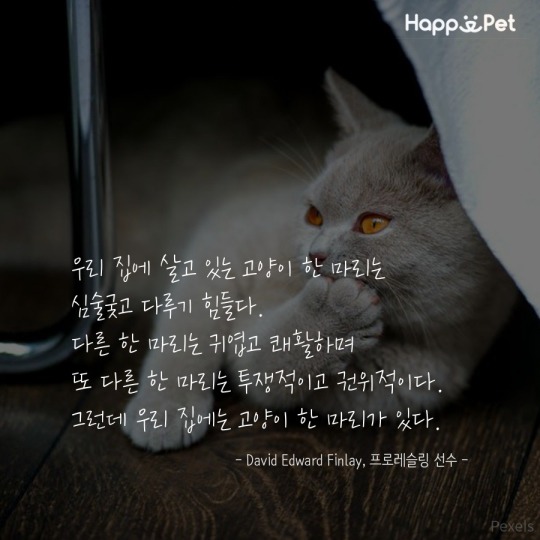 고양이를 사랑하는 사람들이 남긴 명언 | 인스티즈