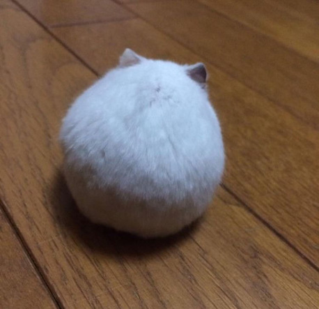 동글동글 이미지