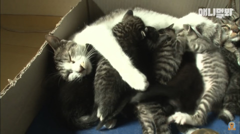 새끼고양이 열마리 키우는 엄마냥이 | 인스티즈
