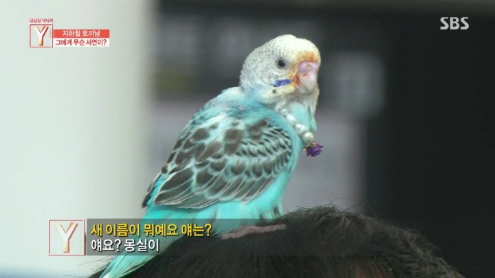 지하철에 토끼를 데리고타던 토끼남 그의 사연 | 인스티즈
