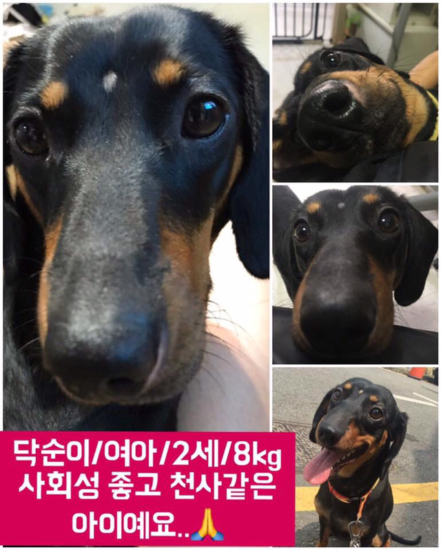 안락사명단 19마리 강아지 고양이 보고가줘..ㅠㅠ | 인스티즈