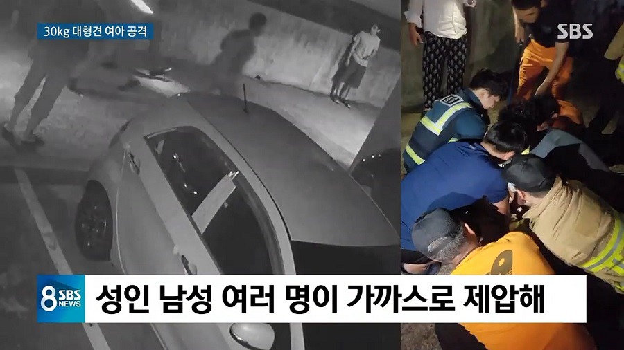주택에서 키우던 대형견이 세 모녀 공격.gif | 인스티즈
