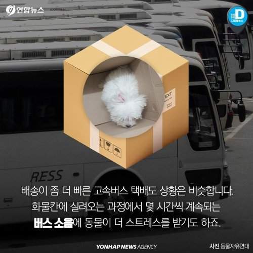 택배 상자 안에서 죽어가는 반려동물들 | 인스티즈
