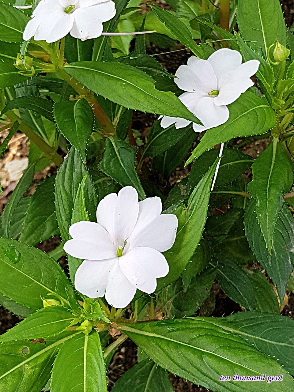 첸스 이미지