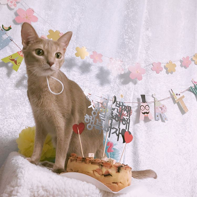 오늘자 고양이 생일파티 해준 전효성 ㅋㅋㅋㅋㅋㅋㅋㅋㅋ | 인스티즈