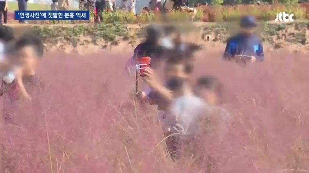 인생사진에 짓밟힌 분홍 억새.jpg | 인스티즈