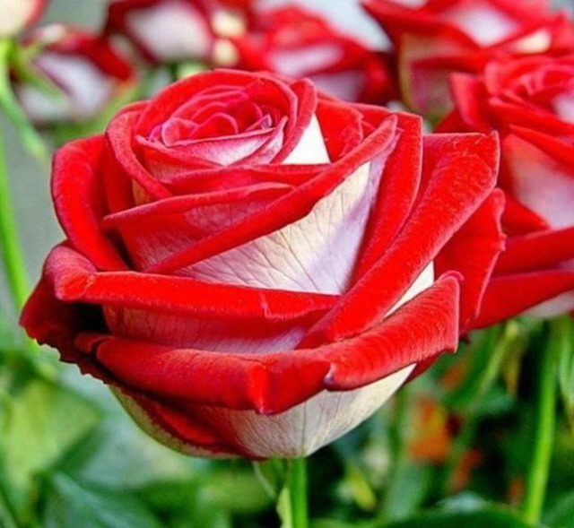 RoseDay 이미지