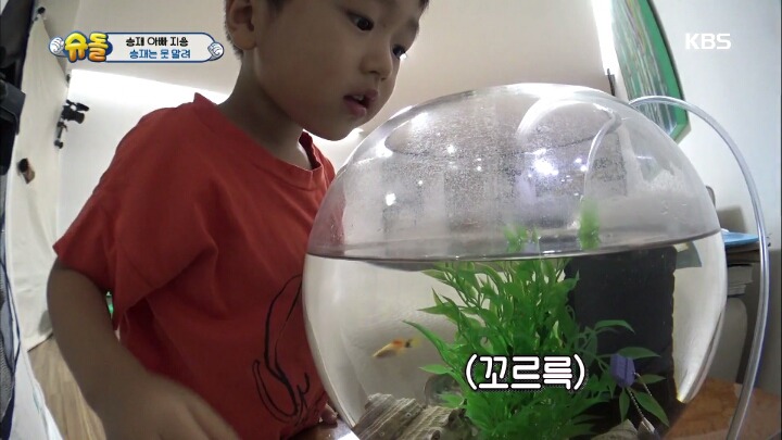아빠의 중요 파일이 담긴 죽은 물고기를 어항에 넣어준 승재.jpg | 인스티즈