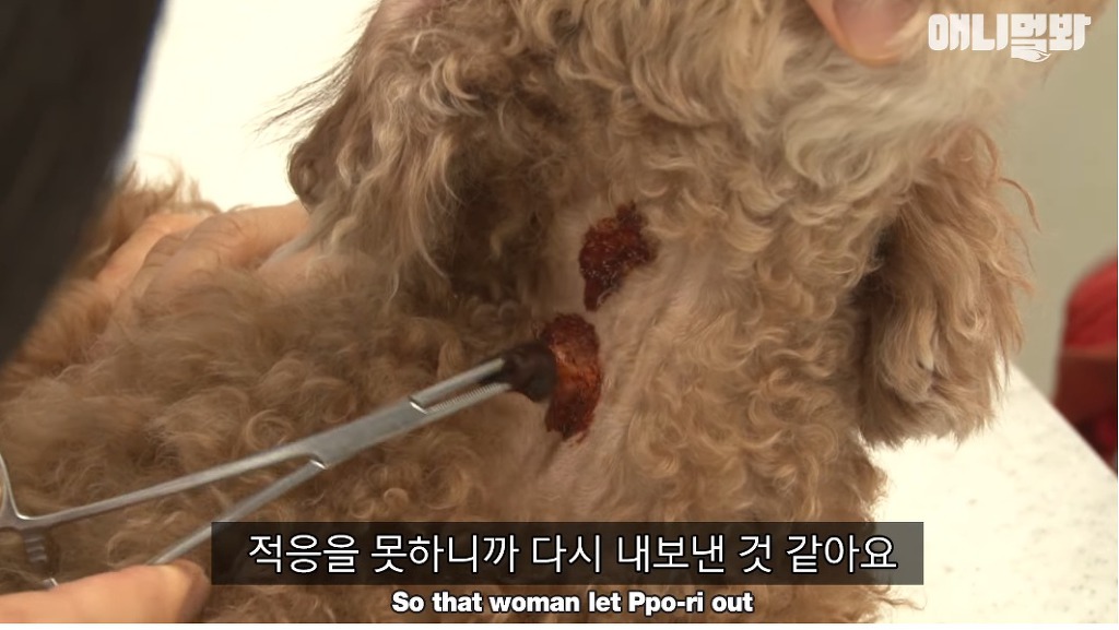 대낮에 남의 개를 납치한 여자 | 인스티즈