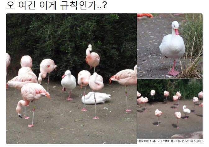 오 여긴 이게 규칙인가...?? | 인스티즈