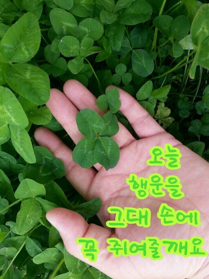 행운을드립니다 이미지