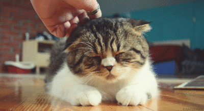 닝겐 손길이 기분좋은 동물들.gif | 인스티즈