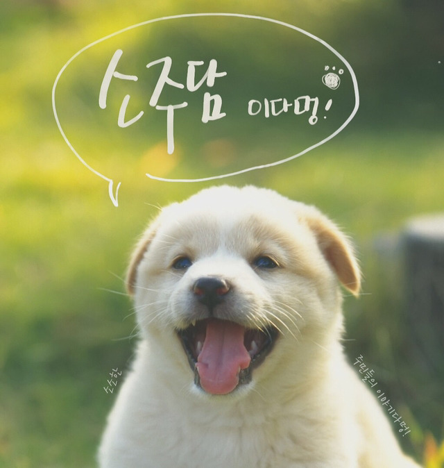 동물 털을 사용하지 않은 비건 패딩/아우터를 소개합니담 | 인스티즈