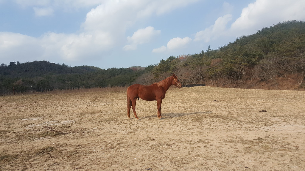 천일제일사료 이미지