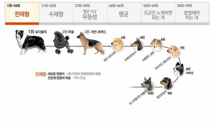 강아지 아이큐 1위 견종의 묘기.gif | 인스티즈