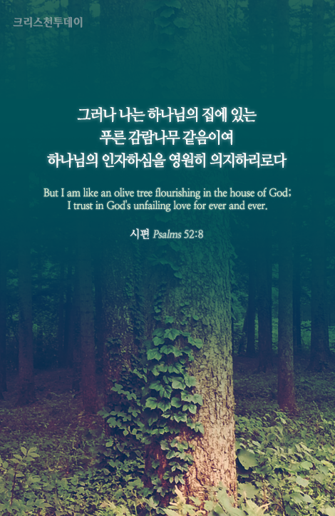 푸른감람나무 이미지