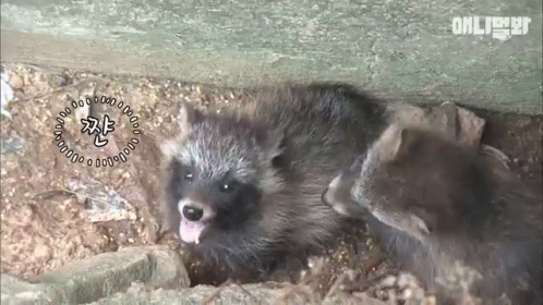 이 친구가 개였다고? 의외의 갯과 동물들.jpgif | 인스티즈