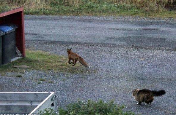 먹잇감이 없자 고양이를 사냥감으로 노린 여우 | 인스티즈