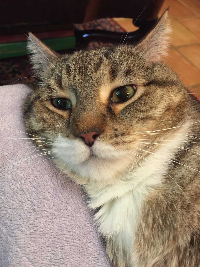 집사가 귀찮지만 참아주는 고양이 | 인스티즈