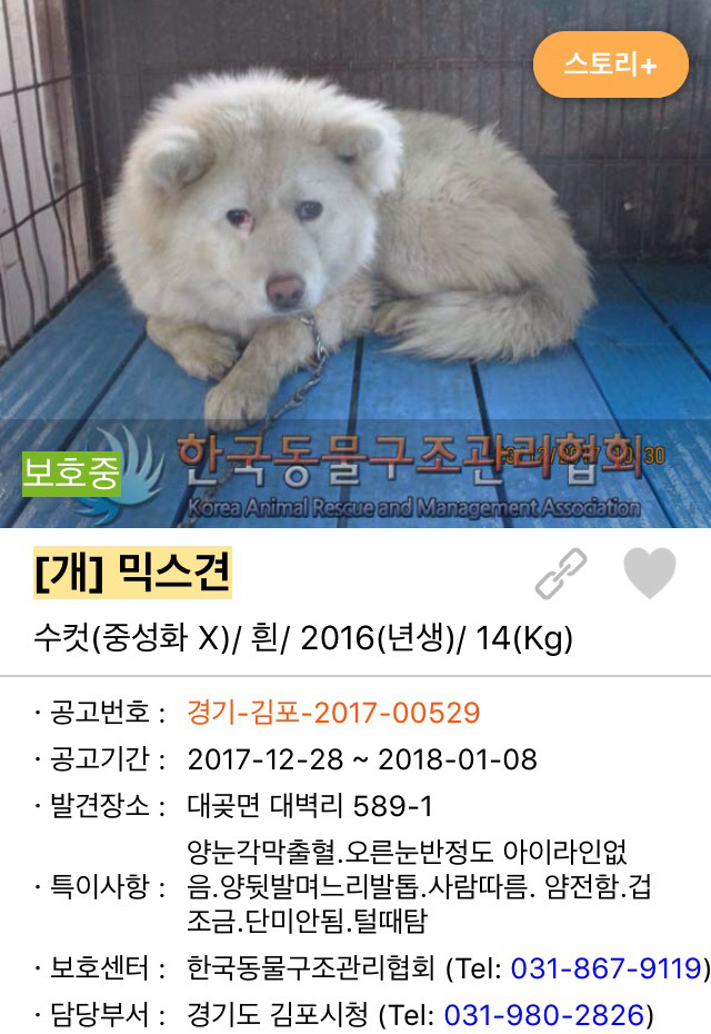 입양이 다 취소되어 갈 곳이 없어진 믹스아가에요 | 인스티즈