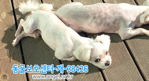 수컷 이미지