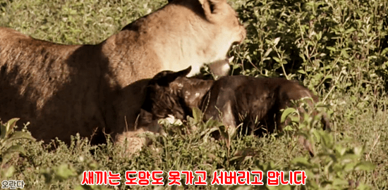 야생에서 일어난 기적적인 재회 | 인스티즈