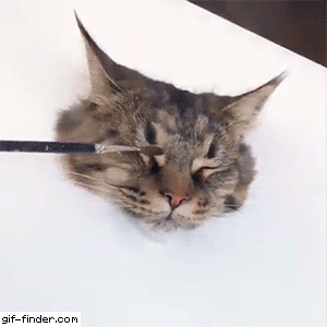 극사실주의 고양이.gif | 인스티즈