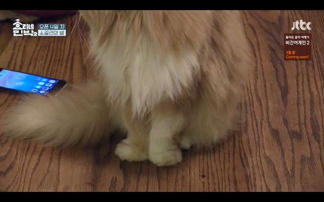 [효리네민박] 윤아와 눈인사 잘해주는 고양이 삼식이ㅠㅠ.gif | 인스티즈