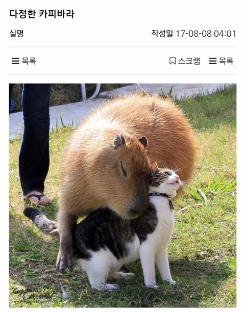 다정한 카피바라.jpg | 인스티즈