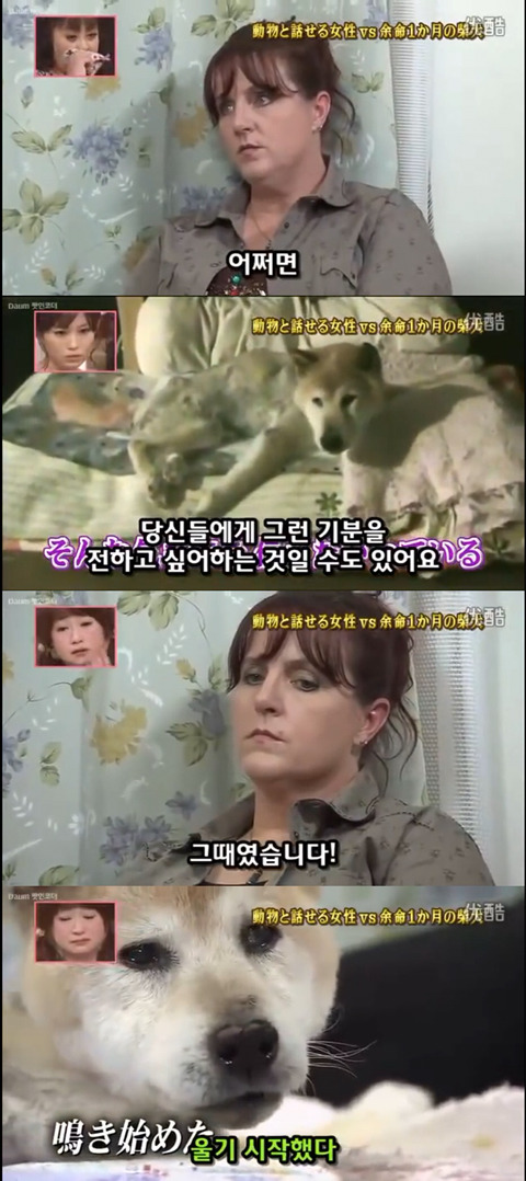 사고로 하반신 마비가되자 주인에게 비참하게 버림받은 시바견 사연 (애니멀 커뮤니케이터 하이디) | 인스티즈