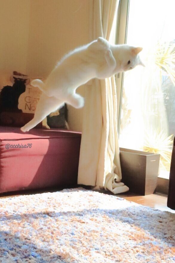 고양이 권법 | 인스티즈