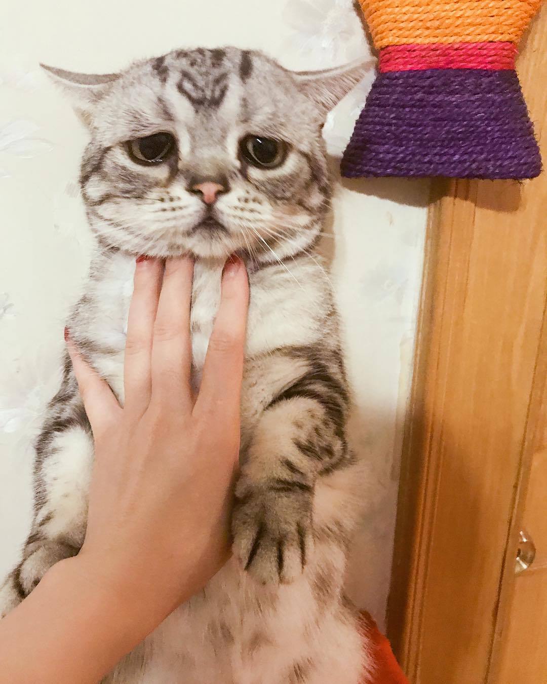 항상 억울한 냥이.jpg | 인스티즈