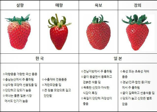 한국의 딸기가 맛있엇다는 일본 컬링 팀의 반응에 분노한 넷우익들.jpg | 인스티즈