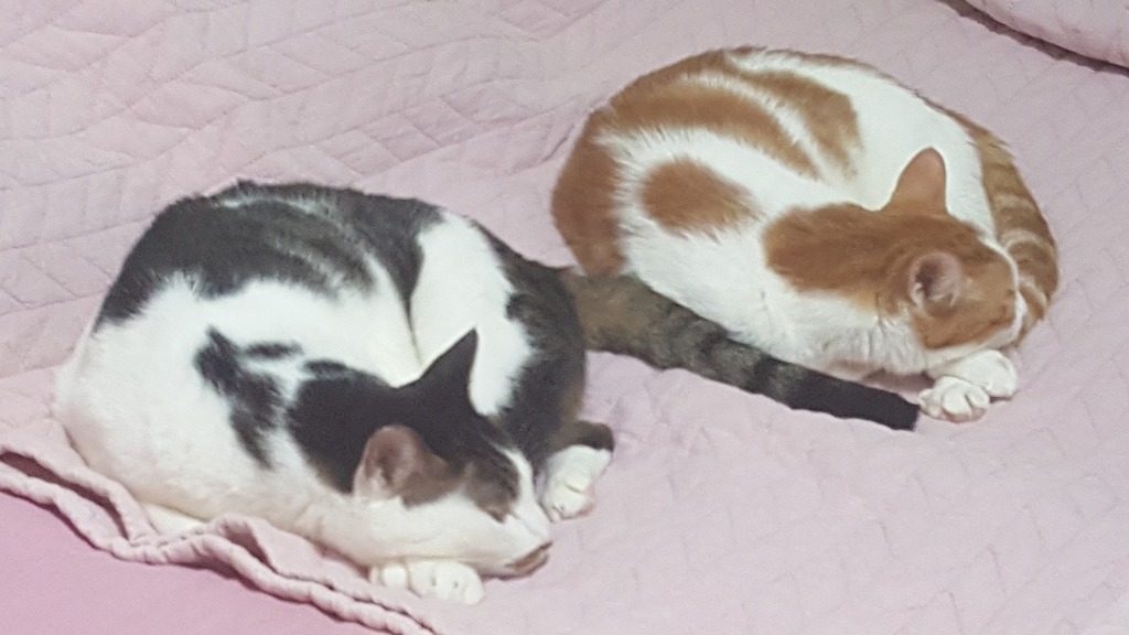 저희집고양이들.jpg | 인스티즈