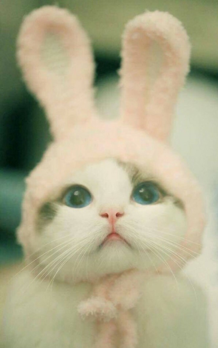 토끼같은 고양이.JPG | 인스티즈