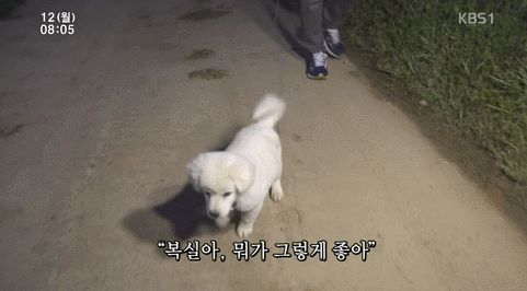 인간극장에 나온 짱귀탱 멍뭉이 복실이...(심장아픔주의) | 인스티즈