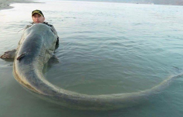 유럽의 메기 | 인스티즈