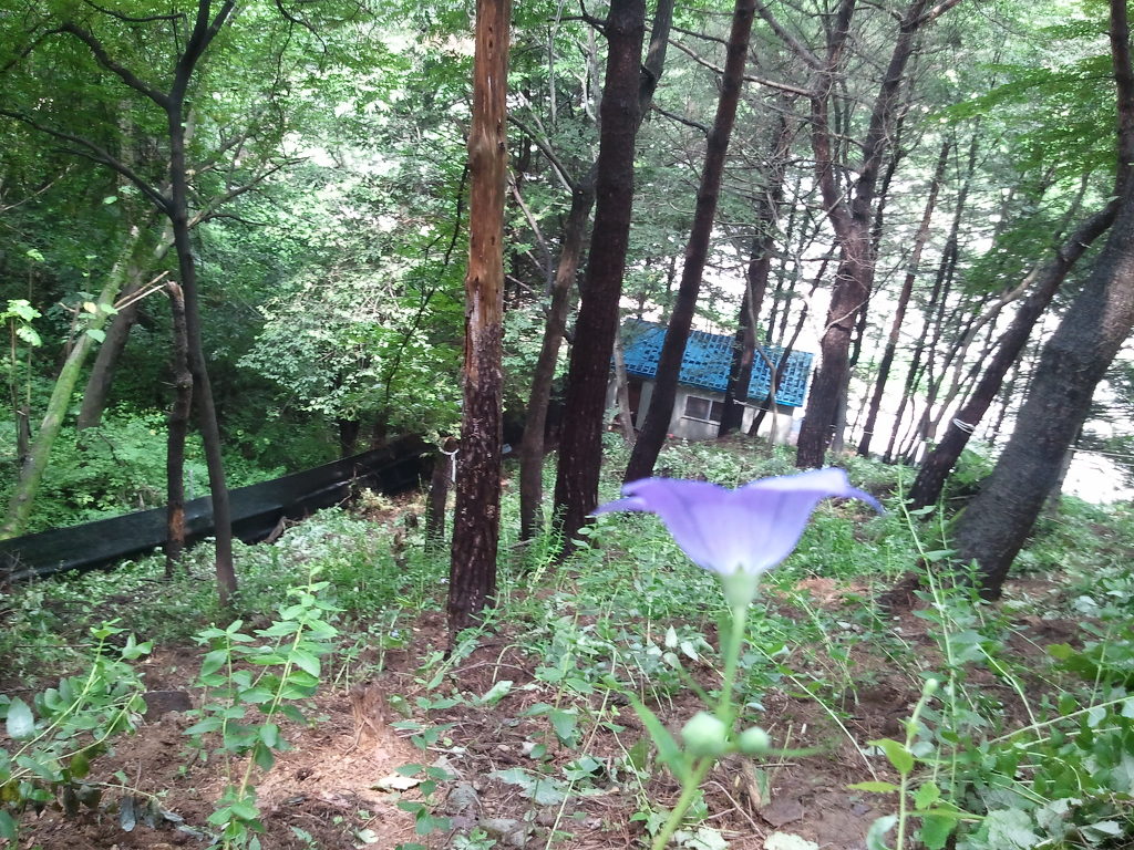 장생산약초 이미지